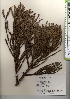  ( - TW021384)  @11 [ ] Copyright (2021) Unspecified Forestry and Forest Products Research Institute