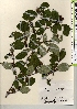 ( - TW021390)  @11 [ ] Copyright (2021) Unspecified Forestry and Forest Products Research Institute