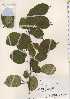  ( - TW021413)  @11 [ ] Copyright (2021) Unspecified Forestry and Forest Products Research Institute