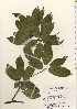  ( - TW021525)  @11 [ ] Copyright (2021) Unspecified Forestry and Forest Products Research Institute