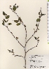  ( - TW021527)  @11 [ ] Copyright (2021) Unspecified Forestry and Forest Products Research Institute