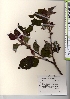  ( - TW021531)  @11 [ ] Copyright (2021) Unspecified Forestry and Forest Products Research Institute