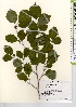  ( - TW021536)  @11 [ ] Copyright (2021) Unspecified Forestry and Forest Products Research Institute