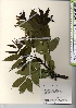  ( - TW021538)  @11 [ ] Copyright (2021) Unspecified Forestry and Forest Products Research Institute