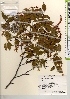  ( - TW021556)  @11 [ ] Copyright (2021) Unspecified Forestry and Forest Products Research Institute