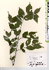  ( - TW021560)  @11 [ ] Copyright (2021) Unspecified Forestry and Forest Products Research Institute