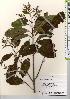  ( - TW021571)  @11 [ ] Copyright (2021) Unspecified Forestry and Forest Products Research Institute