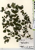  (Lonicera gracilipes var. gracilipes - TW021576)  @11 [ ] Copyright (2021) Unspecified Forestry and Forest Products Research Institute