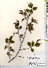  ( - TW021577)  @11 [ ] Copyright (2021) Unspecified Forestry and Forest Products Research Institute
