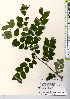  ( - TW021595)  @11 [ ] Copyright (2021) Unspecified Forestry and Forest Products Research Institute
