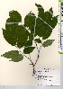  ( - TW021604)  @11 [ ] Copyright (2021) Unspecified Forestry and Forest Products Research Institute