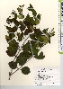  (Ligustrum japonicum var. japonicum - TW021607)  @11 [ ] Copyright (2021) Unspecified Forestry and Forest Products Research Institute