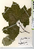  ( - TW021611)  @11 [ ] Copyright (2021) Unspecified Forestry and Forest Products Research Institute