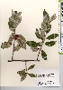  ( - TW021619)  @11 [ ] Copyright (2021) Unspecified Forestry and Forest Products Research Institute
