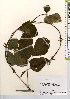  (Pueraria montana var. lobata - TW021627)  @11 [ ] Copyright (2021) Unspecified Forestry and Forest Products Research Institute