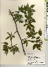  ( - TW021631)  @11 [ ] Copyright (2021) Unspecified Forestry and Forest Products Research Institute