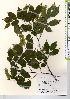  ( - TW021635)  @11 [ ] Copyright (2021) Unspecified Forestry and Forest Products Research Institute