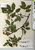 ( - TW021637)  @11 [ ] Copyright (2021) Unspecified Forestry and Forest Products Research Institute