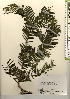  ( - TW021638)  @11 [ ] Copyright (2021) Unspecified Forestry and Forest Products Research Institute