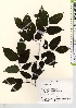  ( - TW021642)  @11 [ ] Copyright (2021) Unspecified Forestry and Forest Products Research Institute