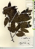  ( - TW021653)  @11 [ ] Copyright (2021) Unspecified Forestry and Forest Products Research Institute