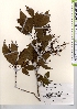  ( - TW021669)  @11 [ ] Copyright (2021) Unspecified Forestry and Forest Products Research Institute