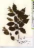  ( - TW021674)  @11 [ ] Copyright (2021) Unspecified Forestry and Forest Products Research Institute