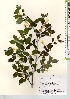  ( - TW021678)  @11 [ ] Copyright (2021) Unspecified Forestry and Forest Products Research Institute