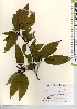  ( - TW021679)  @11 [ ] Copyright (2021) Unspecified Forestry and Forest Products Research Institute