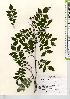  ( - TW021686)  @11 [ ] Copyright (2021) Unspecified Forestry and Forest Products Research Institute