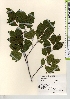  ( - TW021690)  @11 [ ] Copyright (2021) Unspecified Forestry and Forest Products Research Institute