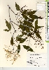  ( - TW021704)  @11 [ ] Copyright (2021) Unspecified Forestry and Forest Products Research Institute