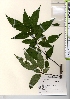  ( - TW021707)  @11 [ ] Copyright (2021) Unspecified Forestry and Forest Products Research Institute