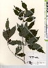  ( - TW021708)  @11 [ ] Copyright (2021) Unspecified Forestry and Forest Products Research Institute