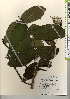  ( - TW021716)  @11 [ ] Copyright (2021) Unspecified Forestry and Forest Products Research Institute