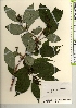  (Weigela - TW021887)  @11 [ ] Copyright (2021) Unspecified Forestry and Forest Products Research Institute