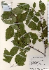  ( - TW021891)  @11 [ ] Copyright (2021) Unspecified Forestry and Forest Products Research Institute