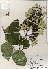  ( - TW021892)  @11 [ ] Copyright (2021) Unspecified Forestry and Forest Products Research Institute