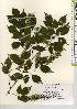  ( - TW021897)  @11 [ ] Copyright (2021) Unspecified Forestry and Forest Products Research Institute