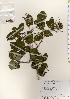  ( - TW021904)  @11 [ ] Copyright (2021) Unspecified Forestry and Forest Products Research Institute