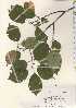  ( - TW021906)  @11 [ ] Copyright (2021) Unspecified Forestry and Forest Products Research Institute
