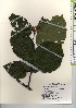  ( - TW021912)  @11 [ ] Copyright (2021) Unspecified Forestry and Forest Products Research Institute