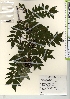  (Zanthoxylum piperitum f. brevispinum - TW021926)  @11 [ ] Copyright (2021) Unspecified Forestry and Forest Products Research Institute
