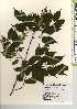 ( - TW021927)  @11 [ ] Copyright (2021) Unspecified Forestry and Forest Products Research Institute