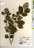  ( - TW021931)  @11 [ ] Copyright (2021) Unspecified Forestry and Forest Products Research Institute