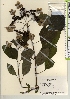  ( - TW021937)  @11 [ ] Copyright (2021) Unspecified Forestry and Forest Products Research Institute