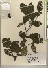  ( - TW021939)  @11 [ ] Copyright (2021) Unspecified Forestry and Forest Products Research Institute