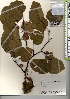 ( - TW021941)  @11 [ ] Copyright (2021) Unspecified Forestry and Forest Products Research Institute