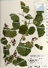  ( - TW021947)  @11 [ ] Copyright (2021) Unspecified Forestry and Forest Products Research Institute