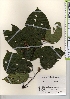  ( - TW021948)  @11 [ ] Copyright (2021) Unspecified Forestry and Forest Products Research Institute